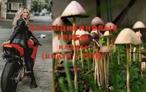 стаф Новозыбков